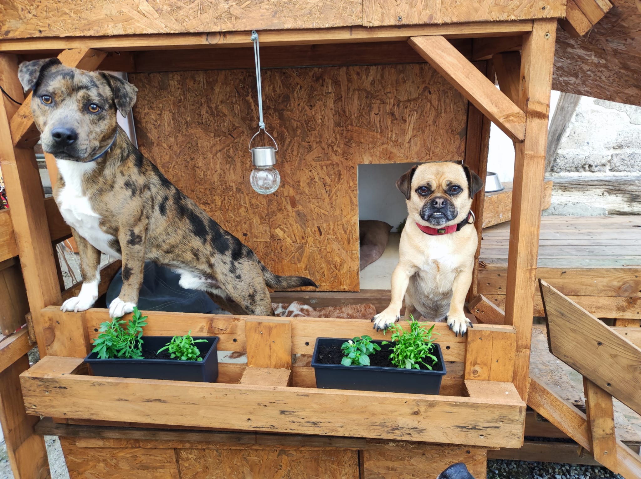 Jagd-Hundherum Ug, St. Leon-Rot – GOUDBZ